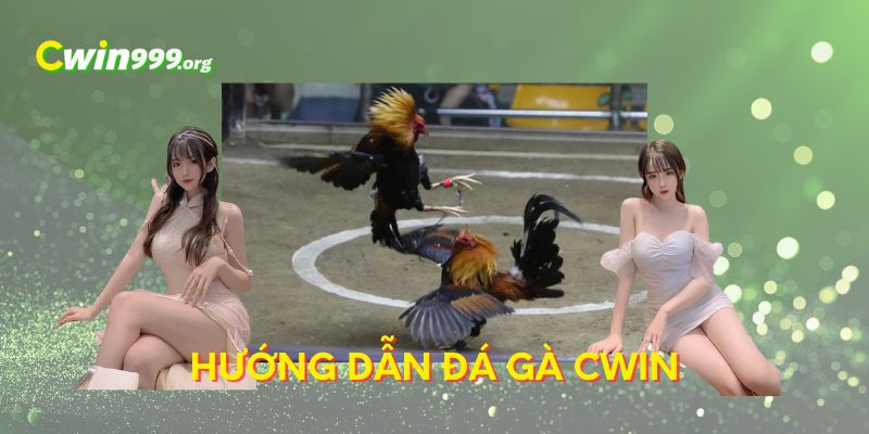 đá gà CWIN