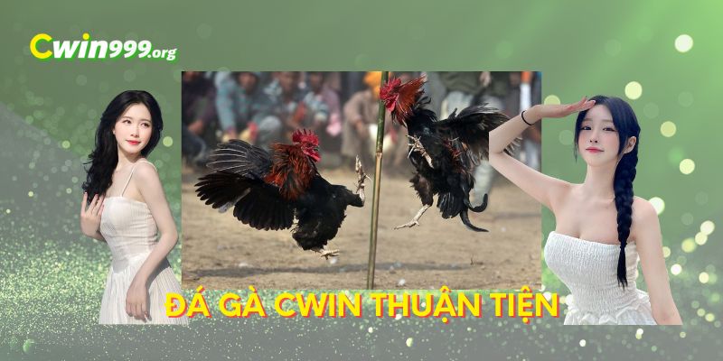 đá gà CWIN